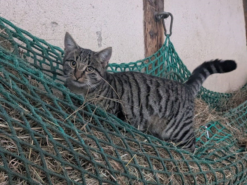 Katze Palu