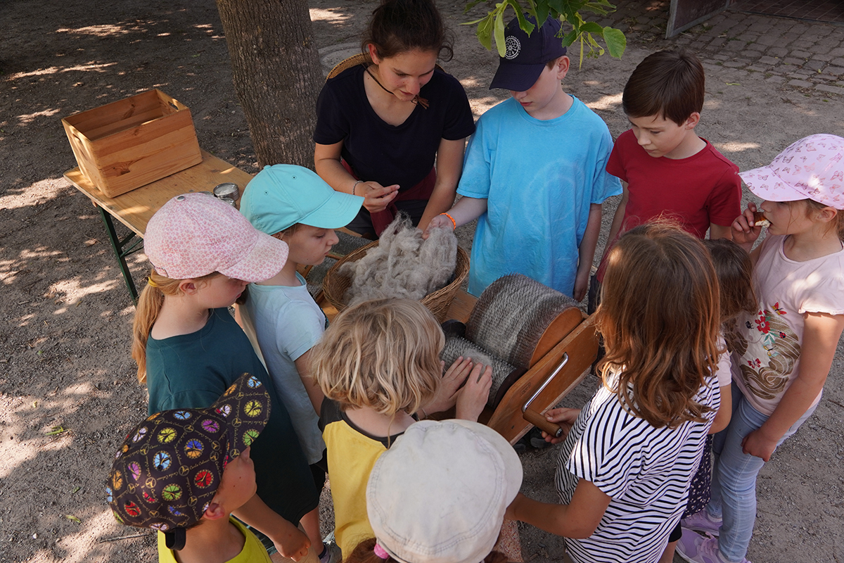 Kinder begutachten Wolle