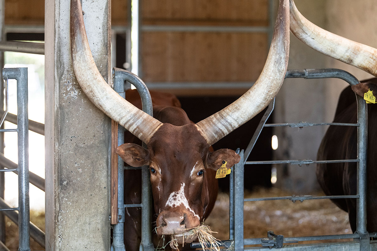 Watussi cattle