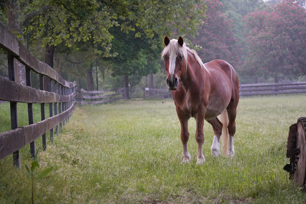 Schwarzwälder Füchse auf der Wieser