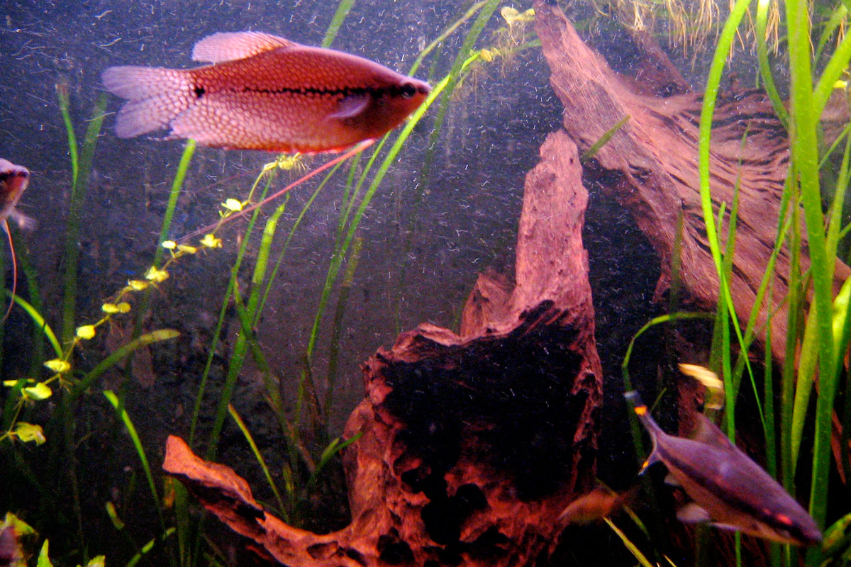 Fische im Aquarium