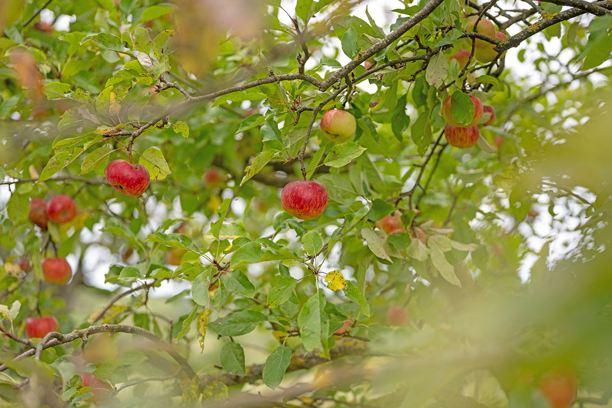 Streuobstwiese