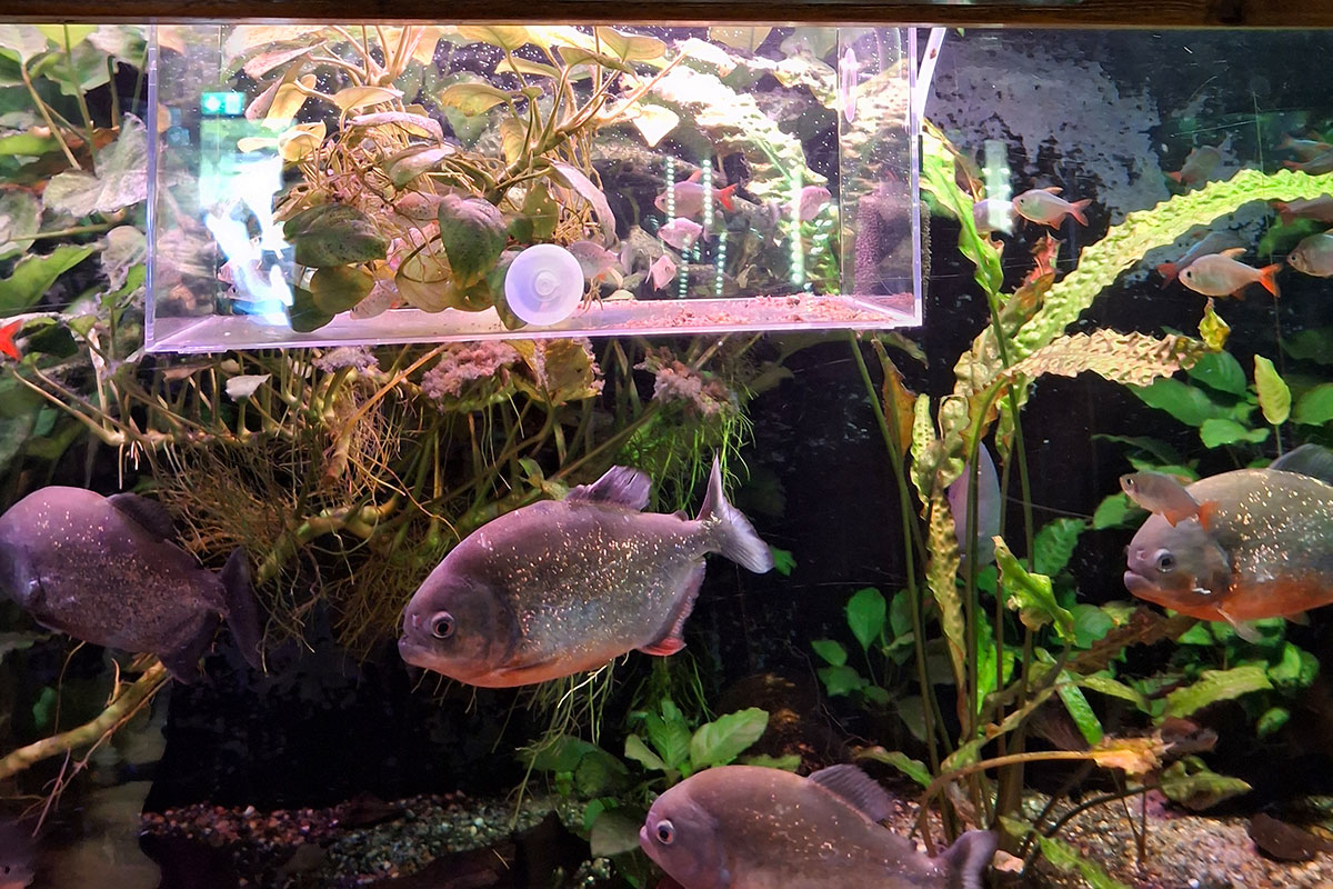 Mehrere Fische schwimmen in einem Aquarium