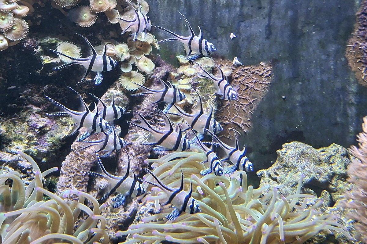 Die Banggai-Kardinalbarsche schwimmen im Aquarium zwischen Anemonen und Seeigeln.
