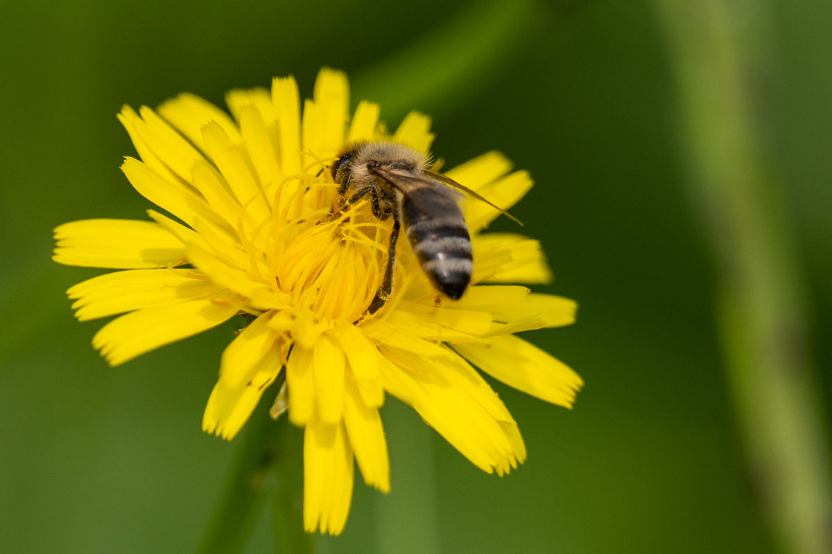 Biene auf einer gelben Blüte