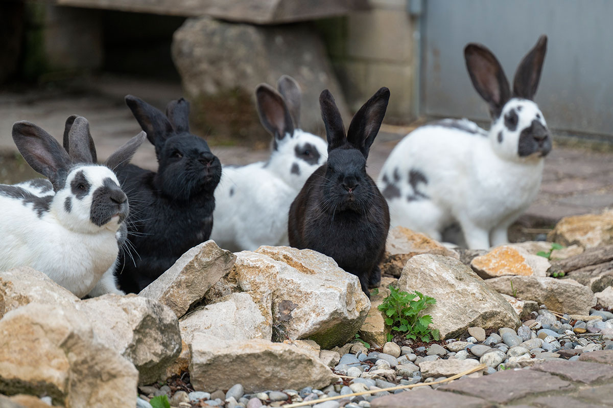 Deutsche Riesenschnecken