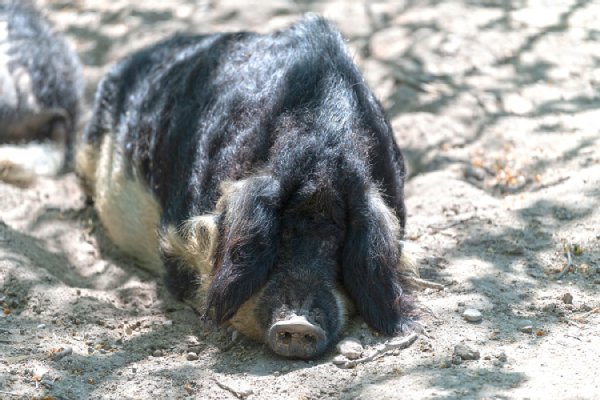Wollschwein