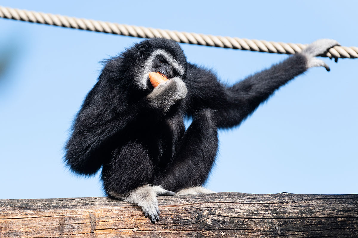 Gibbon Gibbon