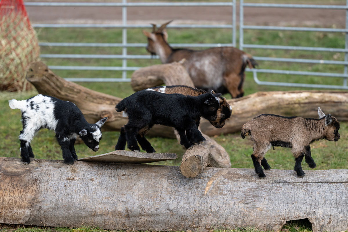 Miniature goats