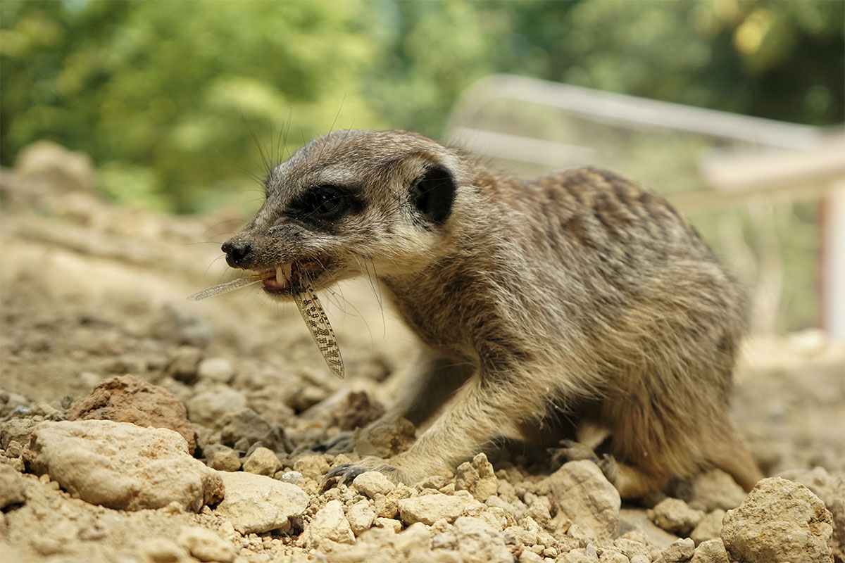 Erdmännchen