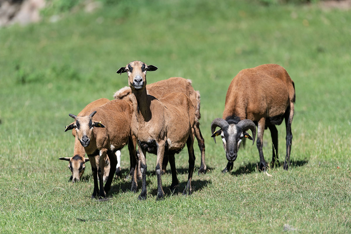 Kamerunschaf Kamerunschaf