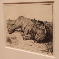 Eine Druckgrafik eines schlafenden Löwen in schwarz-weiß.