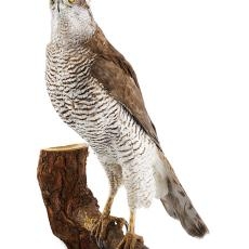 Hawk, Zoological Collection, photo: Axel Killian
