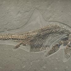 Fischsaurier (Stenopterygius quadriscissus), Jura (Lias Epsilon / Unteres Toarcium), ca. 180 Millionen Jahre, Holzmaden, Deutschland, Foto: Axel Killian