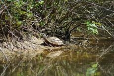 Schmuckschildkröte, Foto: privat