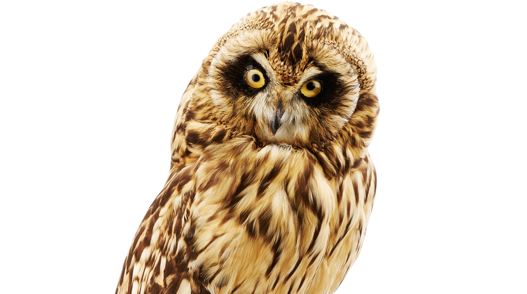 Short-eared owl, Zoological Coll., photo: Axel Killian