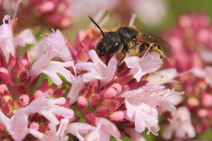 Foto einer Wildbiene auf einer rosa Blüte