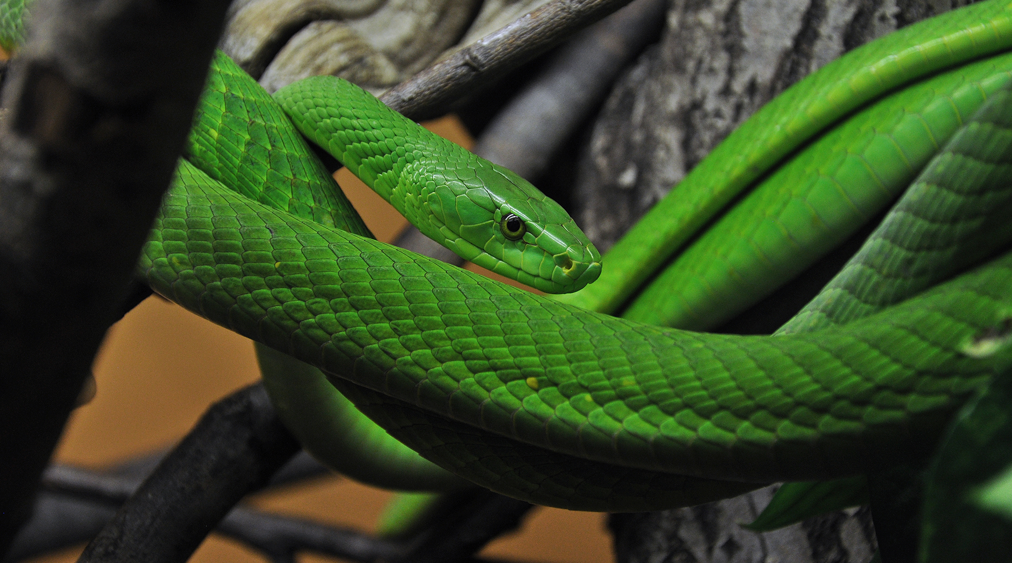 Blattgrüne Mamba Dendroaspis angusticeps, Foto: Markus Oulehla