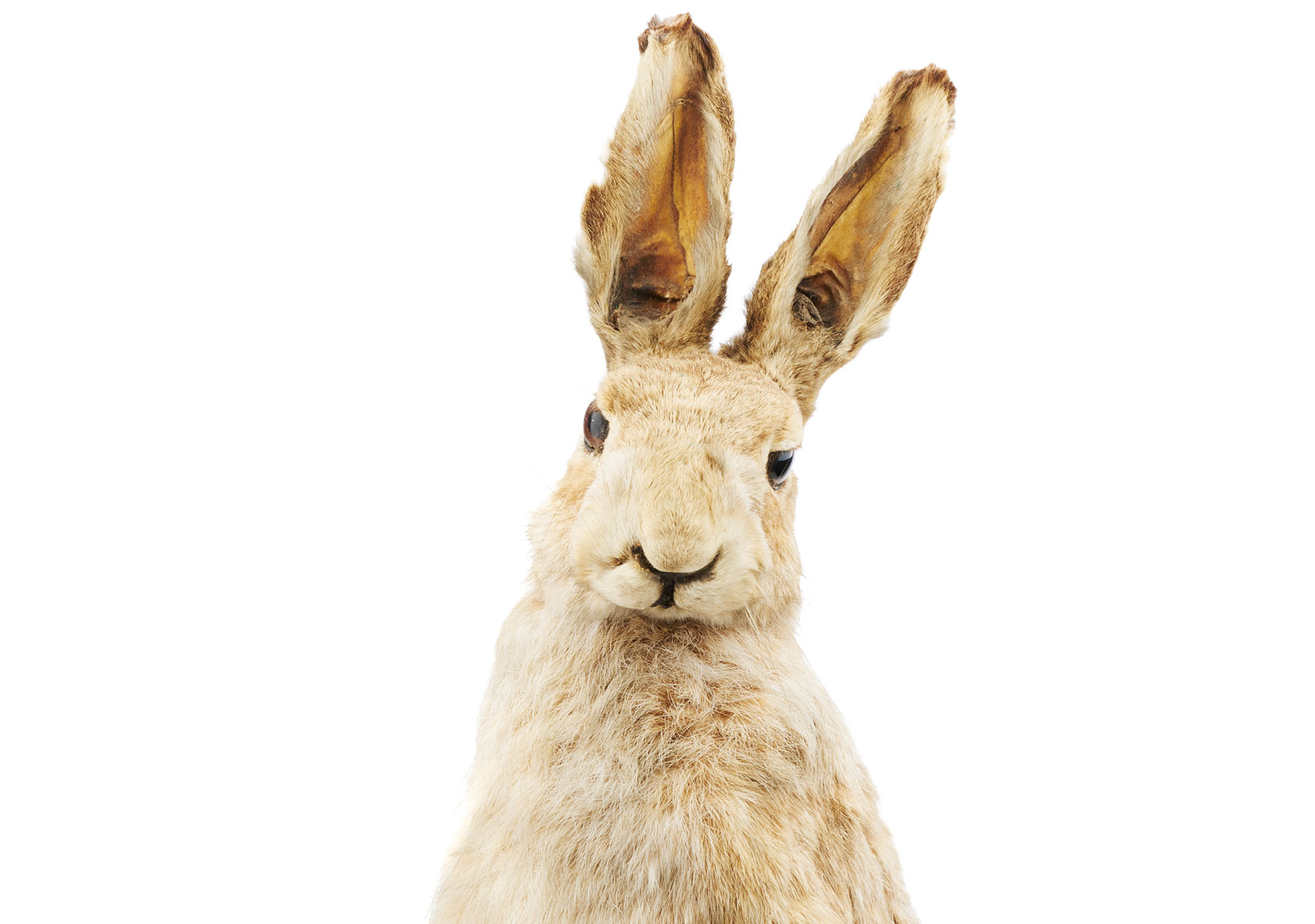European hare, zoological coll., photo: Axel Killian
