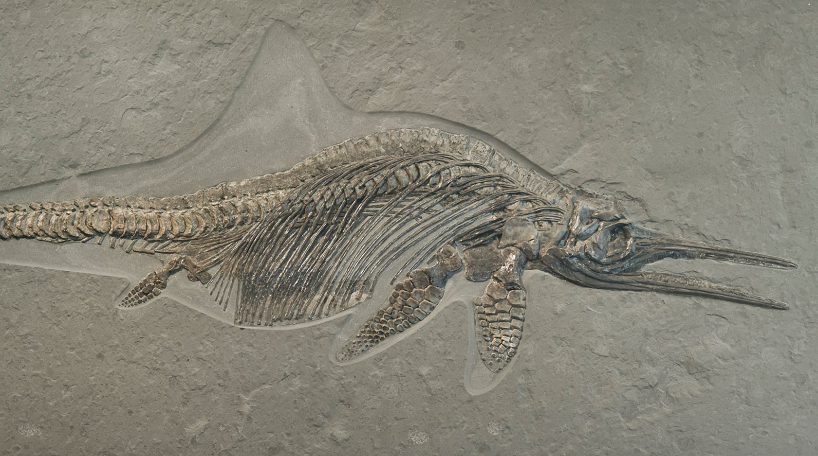 Fischsaurier (Stenopterygius quadriscissus), Jura (Lias Epsilon / Unteres Toarcium), ca. 180 Millionen Jahre, Holzmaden, Deutschland, Foto: Axel Killian