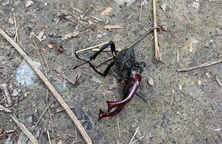 Ein Skorpion in Deutschland, Foto: privat.