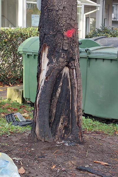 Baumstamm mit Brandspuren