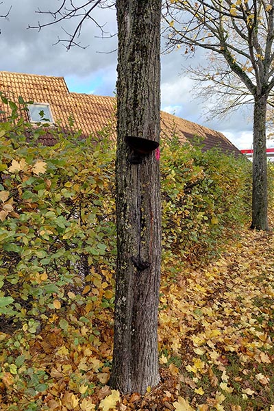 Baumstamm mit Baumpilz